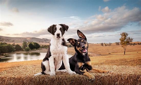 Australia's ABC Announces New Seasons for Muster Dogs and Muster Dogs Where Are They Now